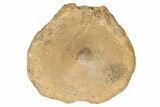 Fossil Ichthyosaur (Brachypterygius) Vertebra - England #238919-3